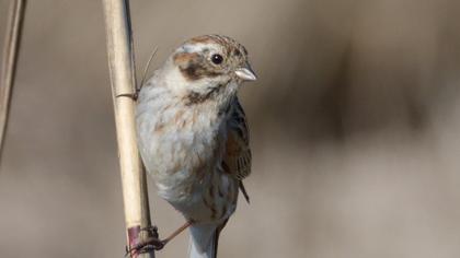 Common Reed Bunting