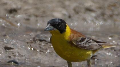 Black-headed Bunting