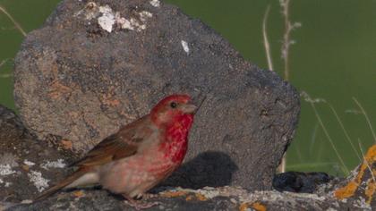 Common Rosefinch