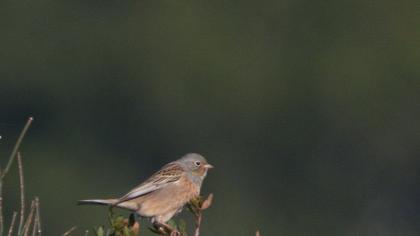 Cretzschmar`s Bunting