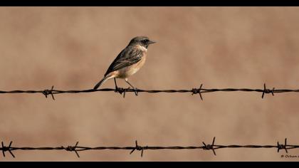European Stonechat