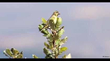 Eurasian Siskin