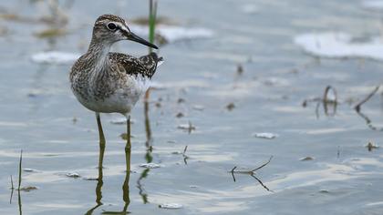 Wood Sandpiper