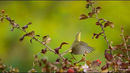 Willow Warbler