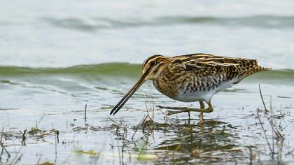 Common Snipe