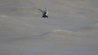 White-winged Tern