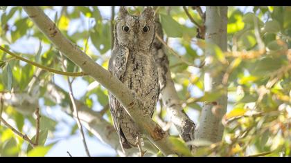 Eurasian Scops Owl