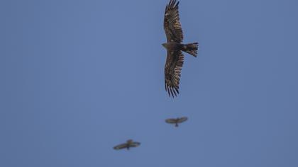 Black Kite
