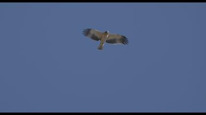 Booted Eagle