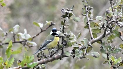 Great Tit