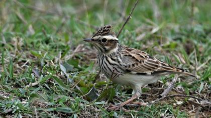 Woodlark