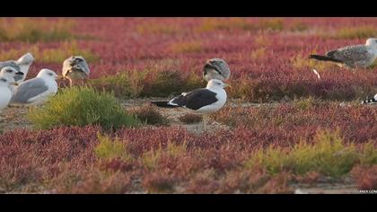 Lesser Black-backed Gull