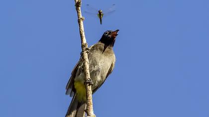 White-spectacled Bulbul