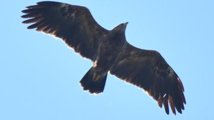 Lesser Spotted Eagle