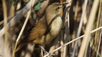 Büyük kamışçın