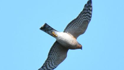 Eurasian Sparrowhawk