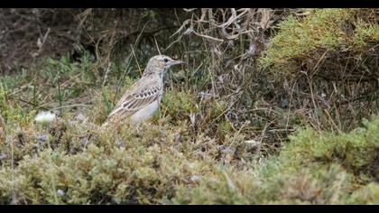 Tawny Pipit