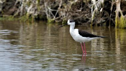 Black-winged Stilt