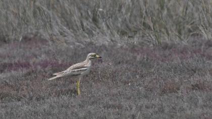 Eurasian Stone-curlew