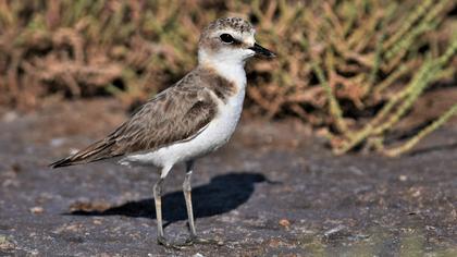 Kentish Plover