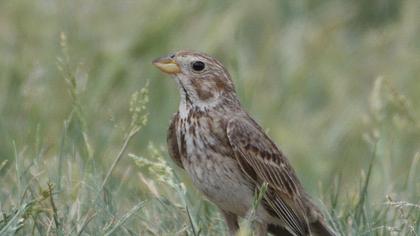 Corn Bunting