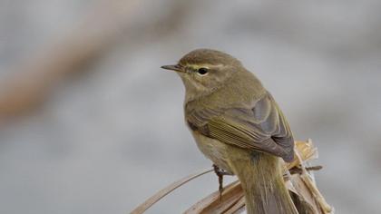 Common Chiffchaff