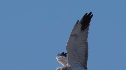 Pallid Harrier