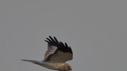 Hen Harrier