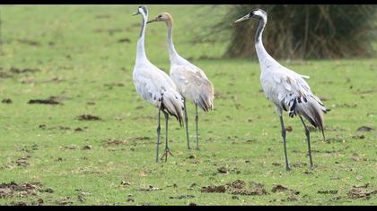 Common Crane