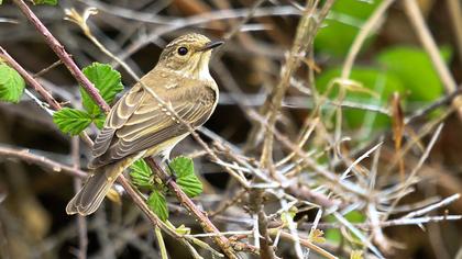 Spotted Flycatcher