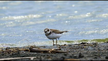 Common Ringed Plover