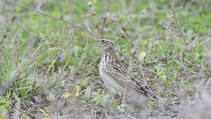 Eurasian Skylark