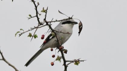 Great Grey Shrike