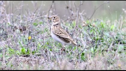 Calandra Lark