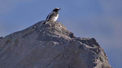 Finsch`s Wheatear