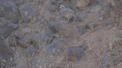 Chukar Partridge