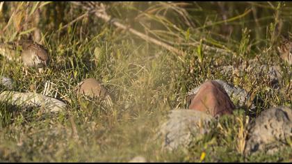 Eurasian Tree Sparrow
