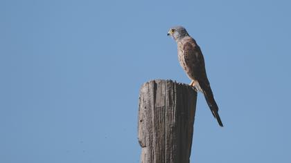 Common Kestrel