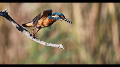 Common Kingfisher