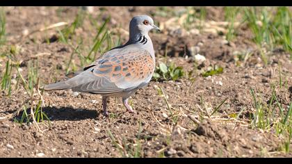 European Turtle Dove