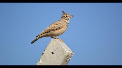 Crested Lark