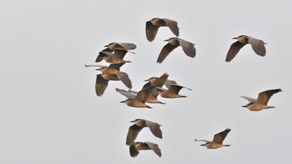 Black-crowned Night Heron