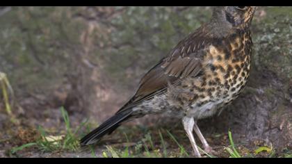 Fieldfare