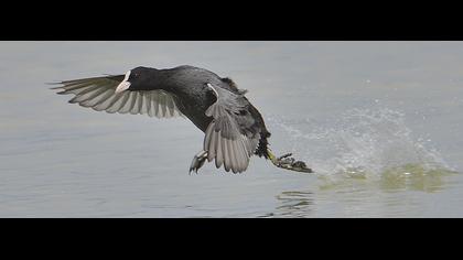 Eurasian Coot