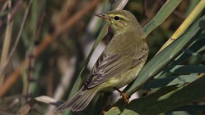 Willow Warbler
