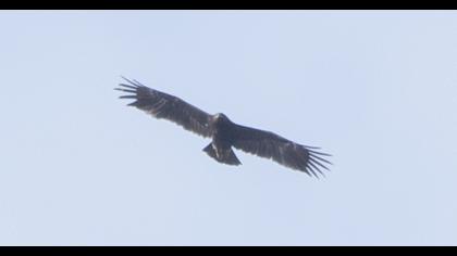 Greater Spotted Eagle