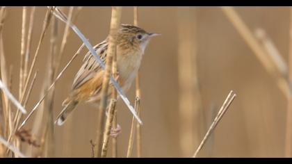 Zitting Cisticola