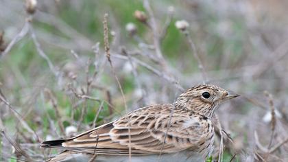 Eurasian Skylark