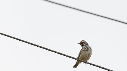 Woodlark