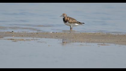 Ruddy Turnstone